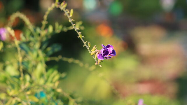 Purple Duranta erecta Flowers Blooming on a Green Branch in a Tropical Garden