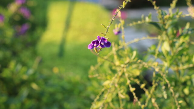 Purple Duranta erecta Flowers Blooming on a Green Branch in a Tropical Garden