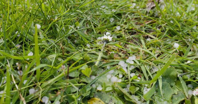 Hailstones scattered among grass and leafy plants after hailstorm. Close-up of frozen precipitation, agricultural weather risk