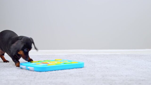 A black and tan dachshund dog sniffs a colorful interactive puzzle toy on a carpeted floor at home, engaging its brain through scent based enrichment play.