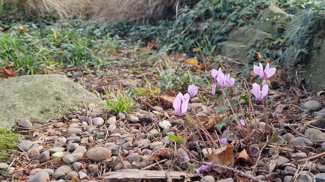 Delicate Pink Cyclamen Flowers Swaying in the Breeze
