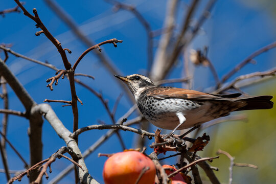 Close up of thrush bird perched on persimmon tree branch with ripe red fruit under blue sky in autumn