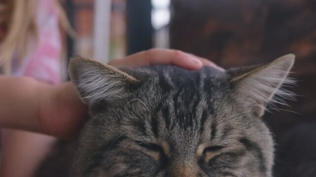 Boy petting his cat on a balcony in the city