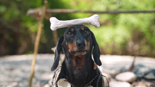 A black and tan dachshund dog balances a bone on its head at a rustic outdoor camp, evoking a concept of ancient domestication and obedience training.