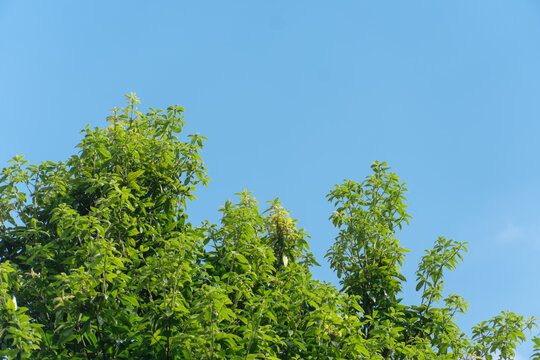 Lush green treetops stretching against a clear and cloudless blue sky.