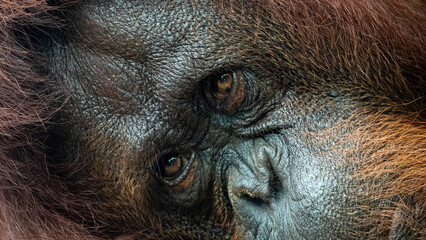 Thoughtful orangutan looking directly at the camera with an emotional expression, highlighting wildlife, conservation and endangered species awareness. © Pim