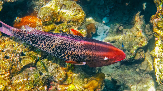 Broomtail wrasse swimming over tropical reef, Cheilinus lunulatus exploring vibrant coral formation, marine life biodiversity, underwater photography
