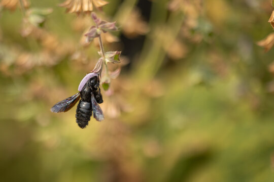 Close-up of a violet carpenter bee, Xylocopa violacea, visiting a pale purple flower.