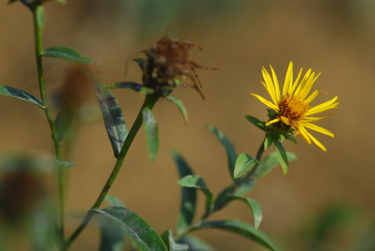 Inula salicina