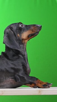 A black and tan dachshund dog rises and settles on a wooden surface while looking upward, isolated against a green screen background with copy space for pet related content.