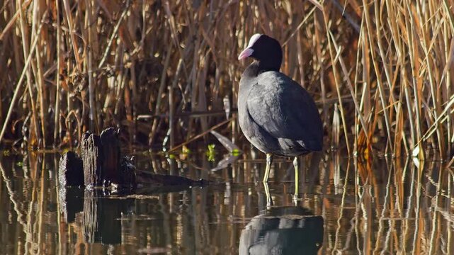 Eurasian Coot preening feathers in pond, basking in warm winter sun, waterbird grooming behavior, 4K wildlife footage, Germany