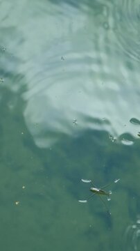 Macro shot of a tiny water strider insect moving on clean pond water