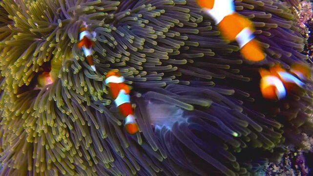 Clownfish swimming among soft tentacles of sea anemone on coral reef underwater in Indonesia