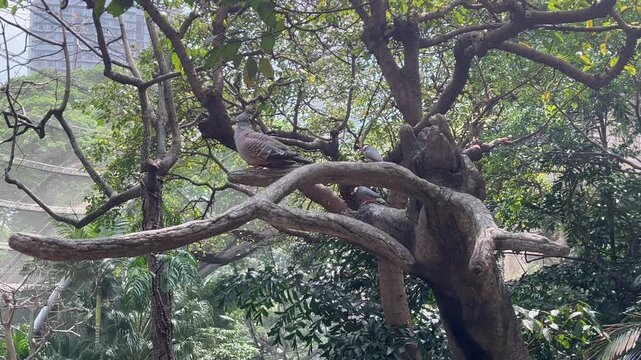 crested pigeon ocyphaps lophotes with two java sparrows padda oryzivora perched on tree branches in edward youde aviary at hong kong park concept of wildlife conservation and bird watching