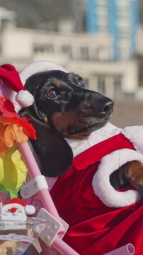 A black and tan dachshund dog wears a Santa hat and red velvet coat while sitting in a decorated stroller outdoors, a festive concept of pet holiday cheer.