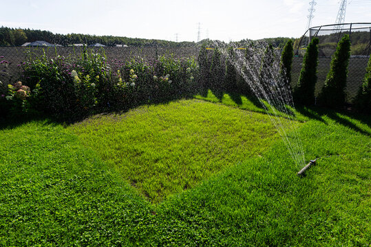Watering new young grass for lawn renewal and growth