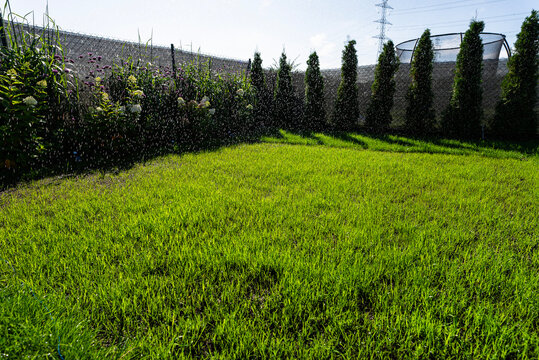 Young green grass receiving water drops in backyard