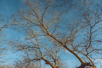 Obraz premium Golden winter tree branches silhouetted against a clear blue sky in Elvas, Portugal
