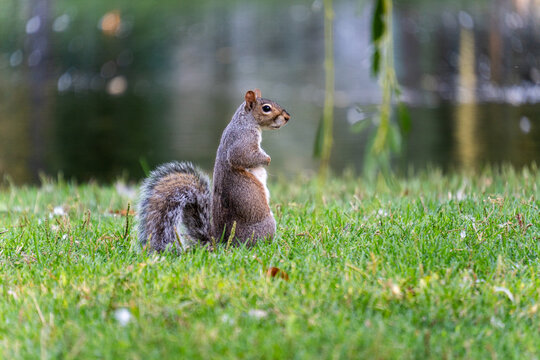 Squirrel perched upright on lush grass beside tranquil pond