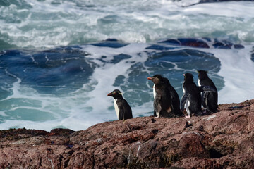 Fototapeta premium Rockhopper Penguin in Penguin Island,Puerto Deseado, Santa Cruz Province, Patagonia Argentina