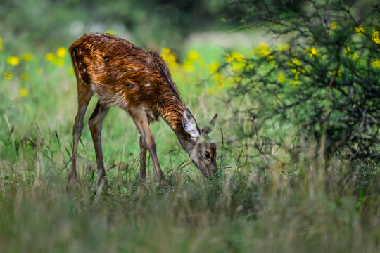 Red deer  beby in Calden Forest environment, La Pampa, Argentina, Parque Luro, Nature Reserve