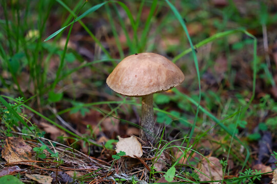 Brown Mushroom Growing on Forest Floor