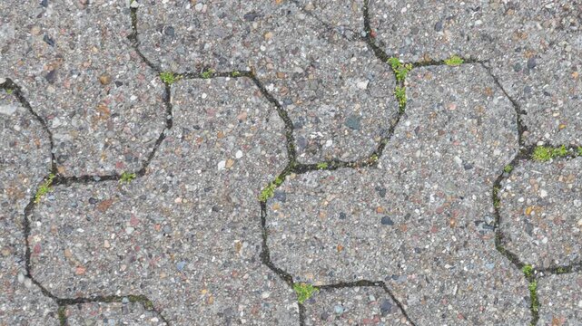 Interlocking concrete pavement with small plants