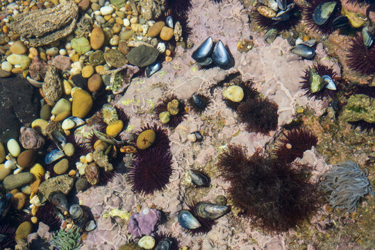 sea urchins, mussels and colorful pebbles in shallow ocean tidal pool