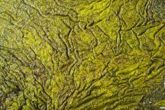 dry green sea algae and mossy seaweed forming abstract organic pattern