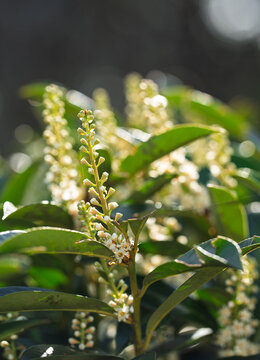 White Flower Spike with Glossy Leaves in Sunlight