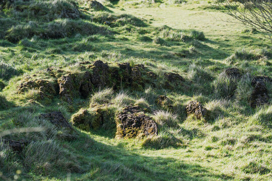 Mossy Rocks and Wild Grass in Sunlit Meadow Landscape