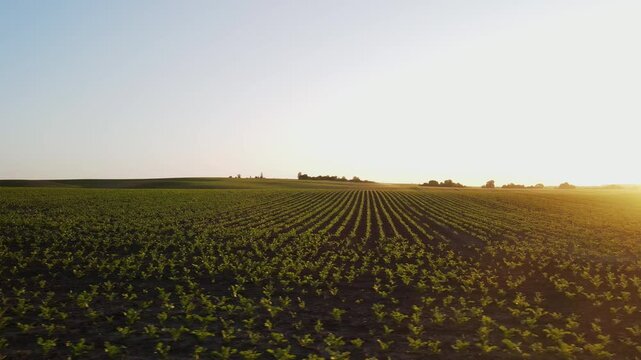 Aerial shot of endless green agricultural field rows with young plants growing at beautiful golden sunset in the countryside