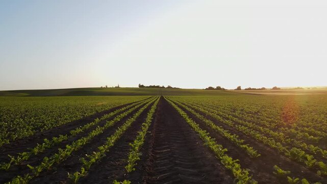 Drone flying over green agricultural field with sugar beet crops at sunset creating a beautiful rural landscape