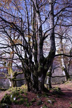 Ancient multi trunk beech tree with mossy base in autumn woodland forest