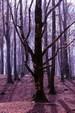 Old beech tree trunk silhouette in late autumn forest with fallen leaves ground