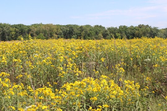 Yellow sawtooth sunflowers in a meadow at Linne Woods in Morton Grove, Illinois