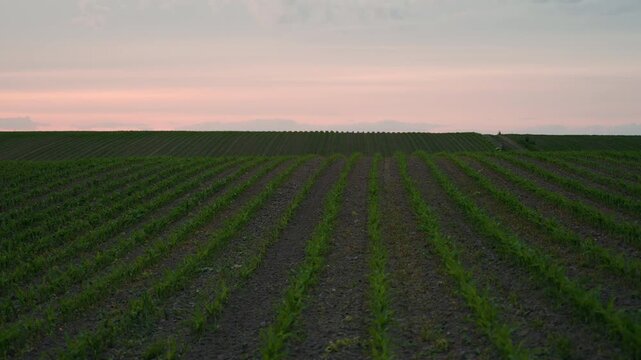 Green cornfield with young plants growing in rows during a beautiful pink sunset over the countryside