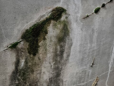Close-up of weathered concrete wall with green moss growing along cracks, organic distressed wall texture background.