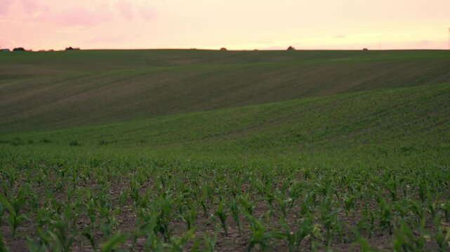 Scenic green corn field with young plants growing on rolling hills during a beautiful sunset with pink and orange sky