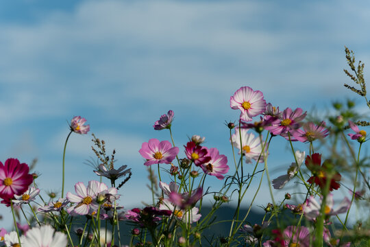 Field of vibrant pink and white cosmos flowers blooming under clear blue sky in autumn nature background