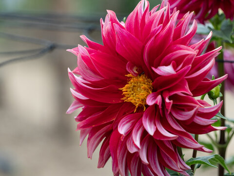 Close up of vibrant red and white dahlia flower blooming in autumn garden nature background