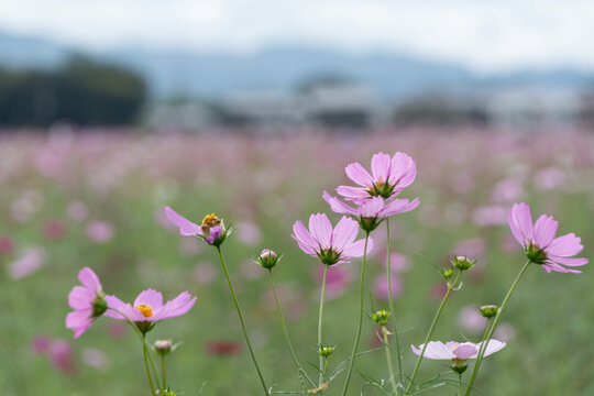 Field of vibrant pink cosmos flowers blooming soft sunlight autumn nature background