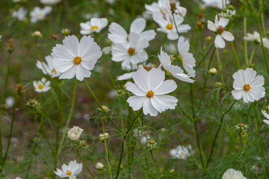 Field of white cosmos flowers blooming in autumn garden nature background