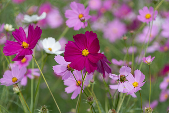 Field of vibrant pink and magenta cosmos flowers blooming in autumn garden nature background