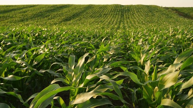 Green cornfield stretching over rolling hills with leaves swaying gently in the summer wind at sunset