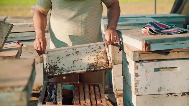 Beekeeper looks frame from a bee hive for honey and a lot of bees on it. Some bees in the air with green trees and sun rays in the background