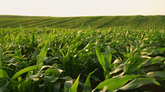 Green cornfield plantation growing under a warm sunset light with gentle wind blowing on a rolling hill landscape