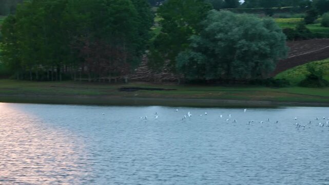 Birds flying over the lake