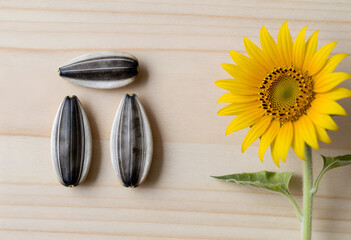 Obraz premium Agriculture and food production, sunflower seeds and blooming flower on wooden background for healthy nutrition and organic farming industry concepts