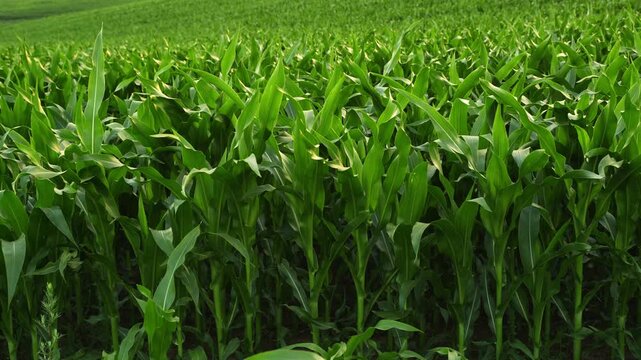 Lush green cornfield swaying gently in the wind under a bright sky, showcasing agriculture and natural growth